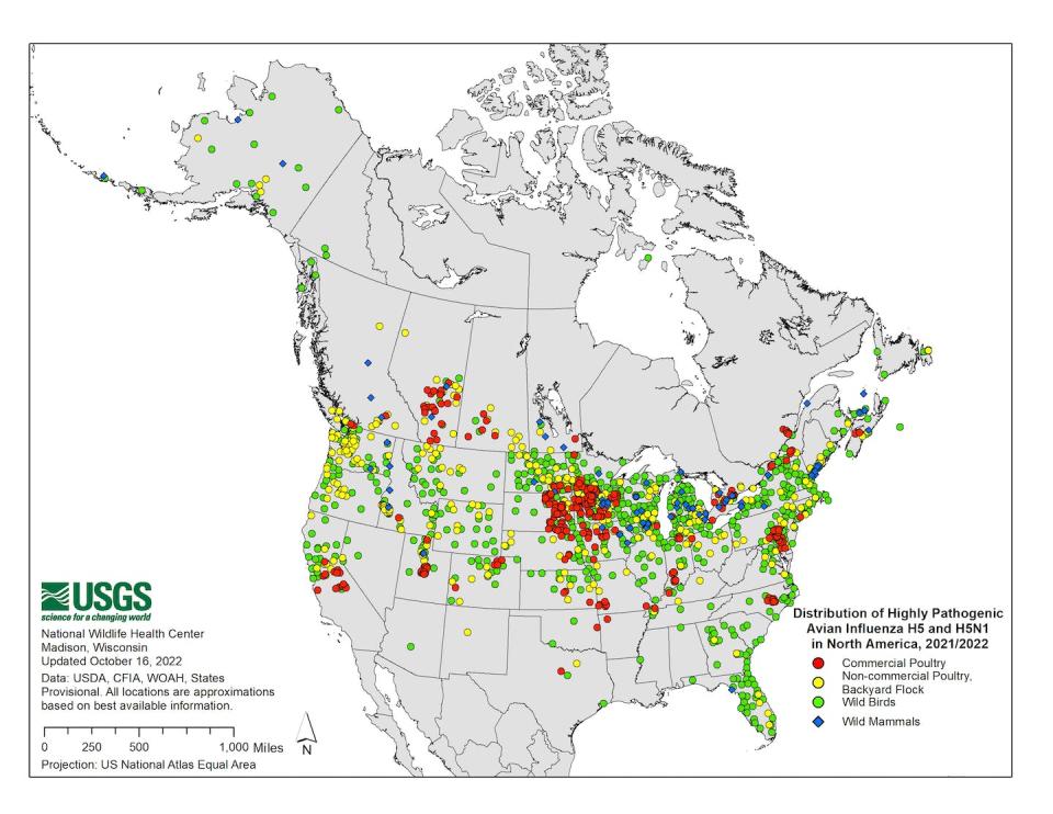 Migrating wild birds, most of which are not harmed by avian influenza, are known to spread the disease to commercial and backyard flocks. <a href="https://www.usgs.gov/media/images/distribution-highly-pathogenic-avian-influenza-h5-and-h5n1-north-america-20212022" rel="nofollow noopener" target="_blank" data-ylk="slk:USGS;elm:context_link;itc:0;sec:content-canvas" class="link ">USGS</a>