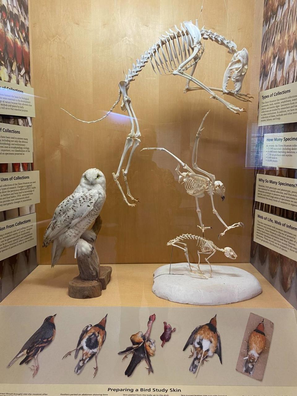 The Puget Sound Museum of Natural History houses over 100,000 bird, mammal, reptile, amphibian, plant, insect and geological specimens.