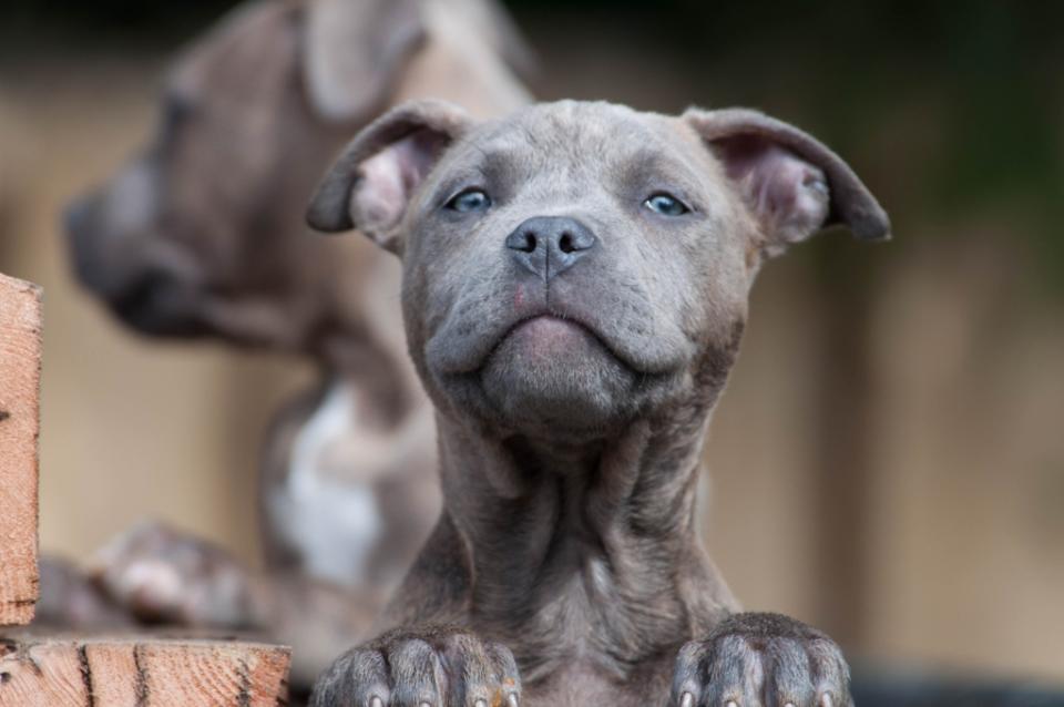 Pit Bull puppy close-up