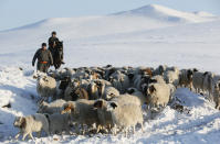 <p>Tuvan shepherds herd sheep and goats at the nomad camp of farmer Tanzurun Darisyu in the Kara-Charyaa area south of Kyzyl town, the administrative center of the Republic of Tuva (Tyva region) in southern Siberia, Russia, on Feb. 14, 2018. (Photo: Ilya Naymushin/Reuters) </p>