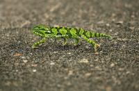 A flap-neck chameleon (Chamaeleo dilepis) crosses a road in Kruger National Park in Mpumalanga, South Africa.