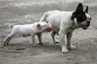A dog feeds a piglet in Shenyang. Photo: Sheng Li / Reuters