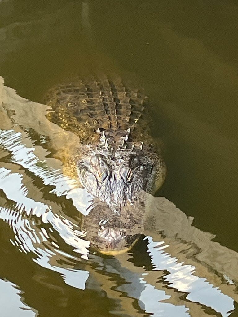 alligator