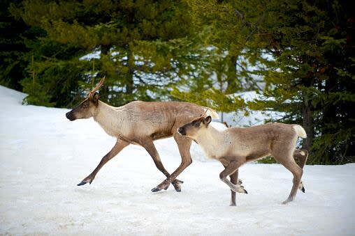 Blair Lekstrom was appointed by the premier as a "community liaison" after opposition to the caribou recovery plan boiled over in the Peace in 2019. 