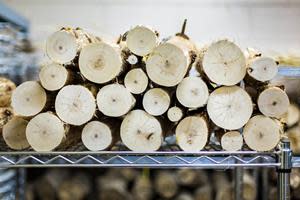 A section of poplar trees used in NREL and ORNL study.