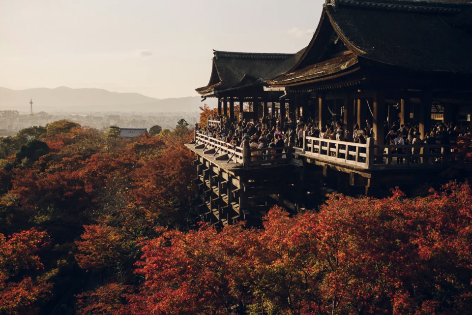 37%京都人表示會在「寺及神社」，每年紅葉季京都的清水寺、北野天滿宮、琉璃光院等景點都聚滿賞楓人士。