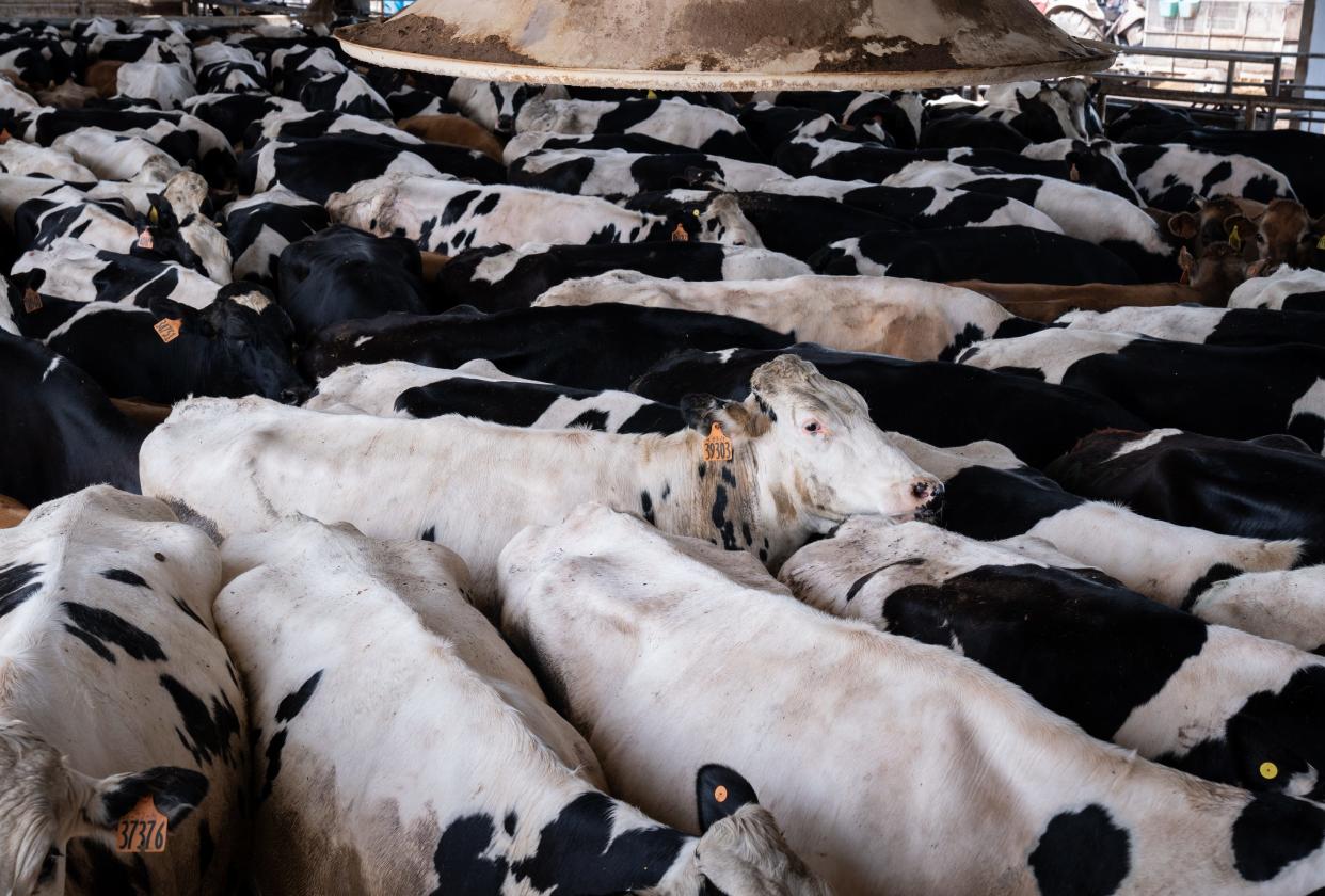 Dairy cows wait to be milked at the Casa Grande Dairy Co. in Casa Grande, Arizona, on March 17, 2023.