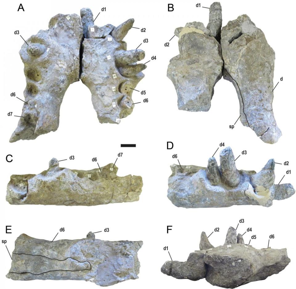 Fossils of the jawbones and teeth of the fearsome 'terror crocodile.'