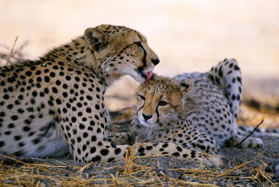 PHOTO: Cheetah mother and her cub in Botswana. (Wolfgang Kaehler/LightRocket via Getty Images)