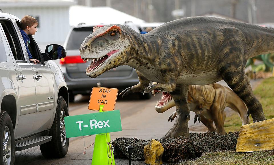 Hudson Powlie from Blufton, leans out the car window to get a closer look at a T. rex. at the Jurassic Wonder dinosaur drive thru at the Ashland County Fairgrounds on Saturday.