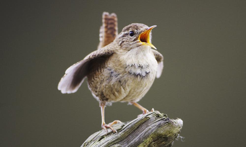 A wren, Troglodytes troglodytes