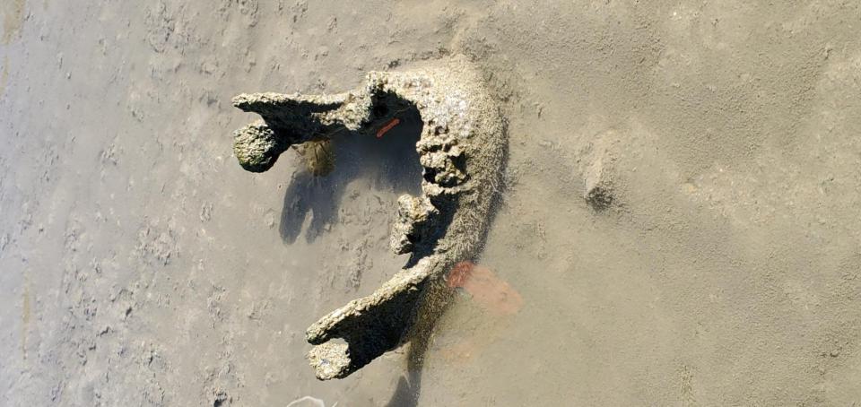 A jawbone found near the Iowa River during a biological survey on Aug. 10, 2022. Officials said it likely belongs to a prehistoric Native American man.