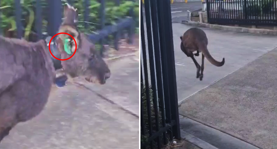 Left - close up of the roo with its collar and ear tag. Right - the animal hopping away.