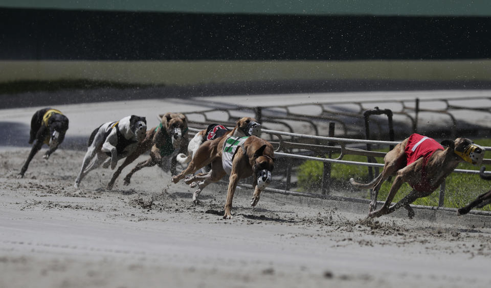 FILE - In this Oct. 4, 2018, file photo, greyhound dogs sprint around a turn during a race at the Palm Beach Kennel Club, in West Palm Beach, Fla. Florida greyhound racing will soon hit the finish line as the sport suffered a rout at the ballot box. The state voted 69 to 31 percent Tuesday, Nov. 6, to pass Amendment 13, which bans the sport beginning on Jan. 1, 2021. (AP Photo/Brynn Anderson, File)