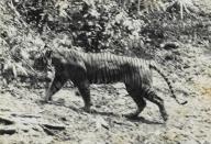 <p>Similar in appearance to the Sumatran tiger, the Javan tiger was native to the Indonesian island of Java. In the 1800s they were so common they were considered pests by island natives, but as the island was developed their population dwindled. By the 1950s, only 20 tigers remained. </p><p><strong>Cause of Extinction:</strong> loss of habitat and agricultural development led to severe population decline. Conservation efforts in the 1940s and '50s were unsuccessful due to a lack of adequate land and planning.</p>