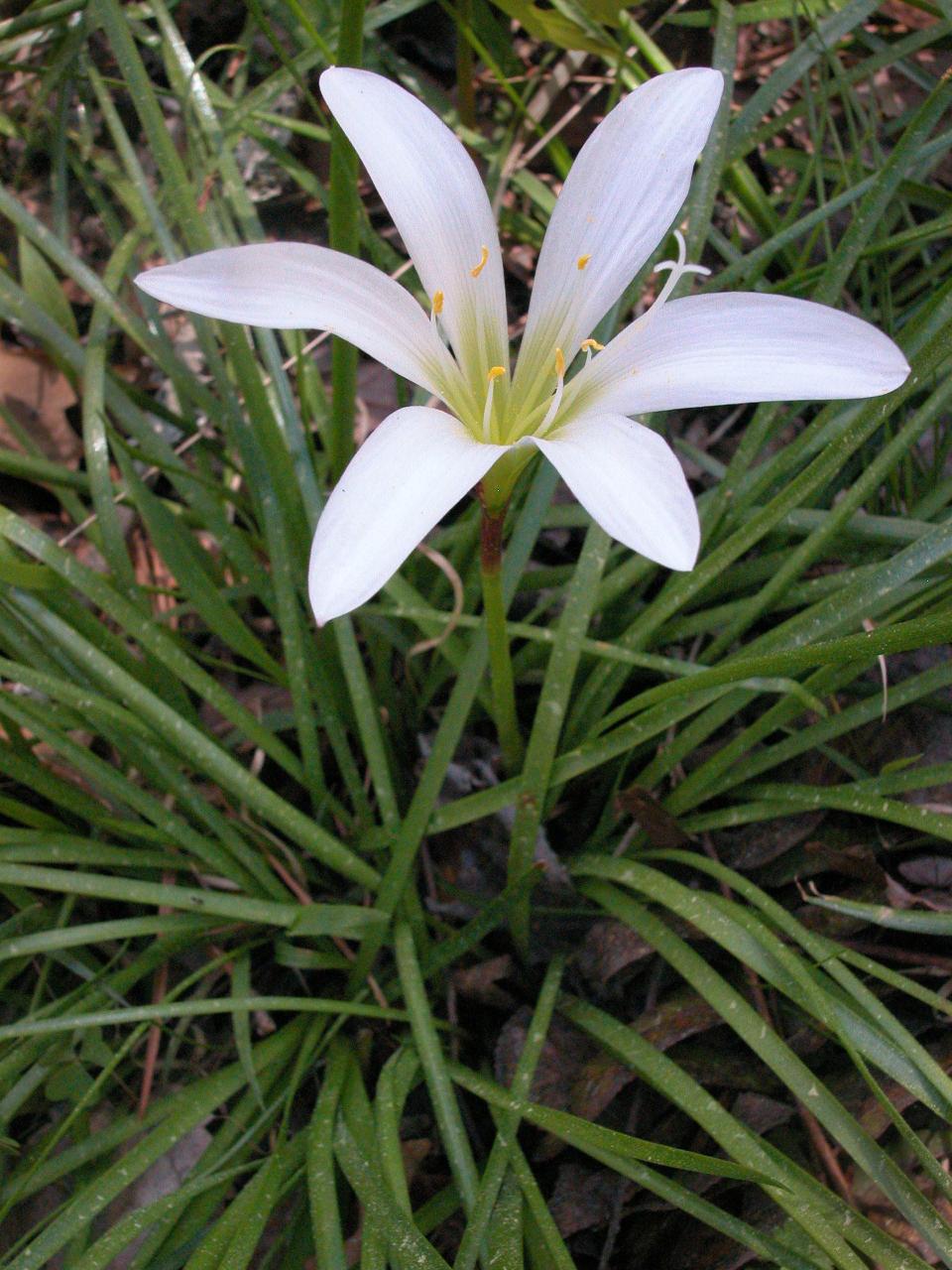 The rain lily  is a native Southeastern member of the regular "old" amaryllis family.