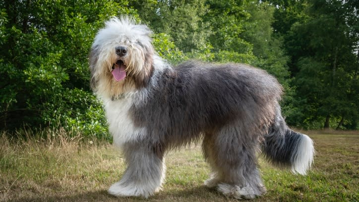 32 of the best outdoor dog breeds