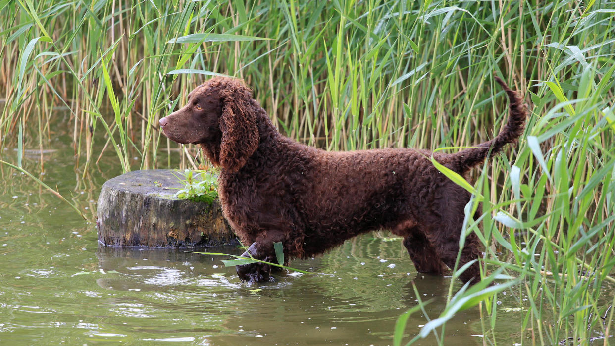  American water spaniel standing in a river. 