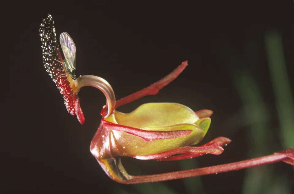 Orquídea pato volador (Paracaleana nigrita), polinizada por una avispa en el Parque Nacional de la Cordillera de Stirling, Australia Occidental. (Foto de Auscape/Universal Images Group vía Getty Images)
