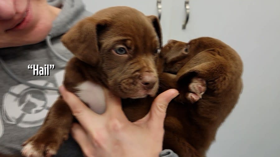 Six puppies were left homeless after the Portage tornado, so they were handed over to the Animal Rescue Project to be adopted out. (May 9, 2024)