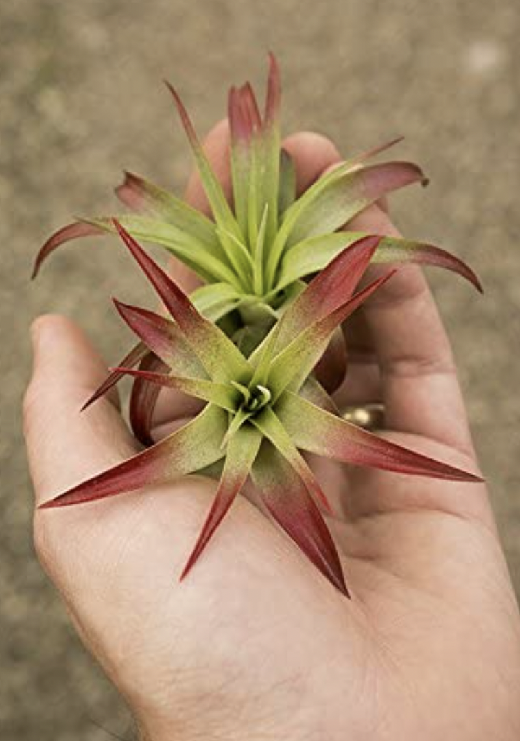 Air Plant