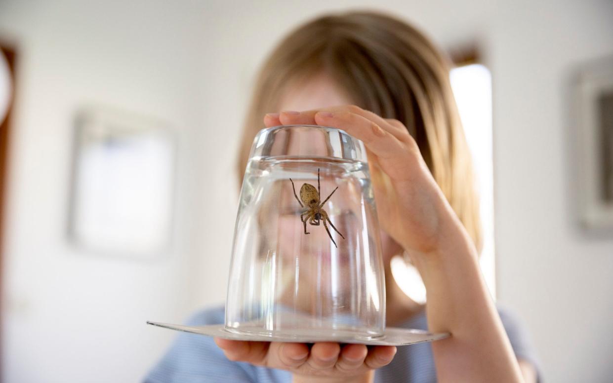 The glass and paper technique is a preferred method for spider removal