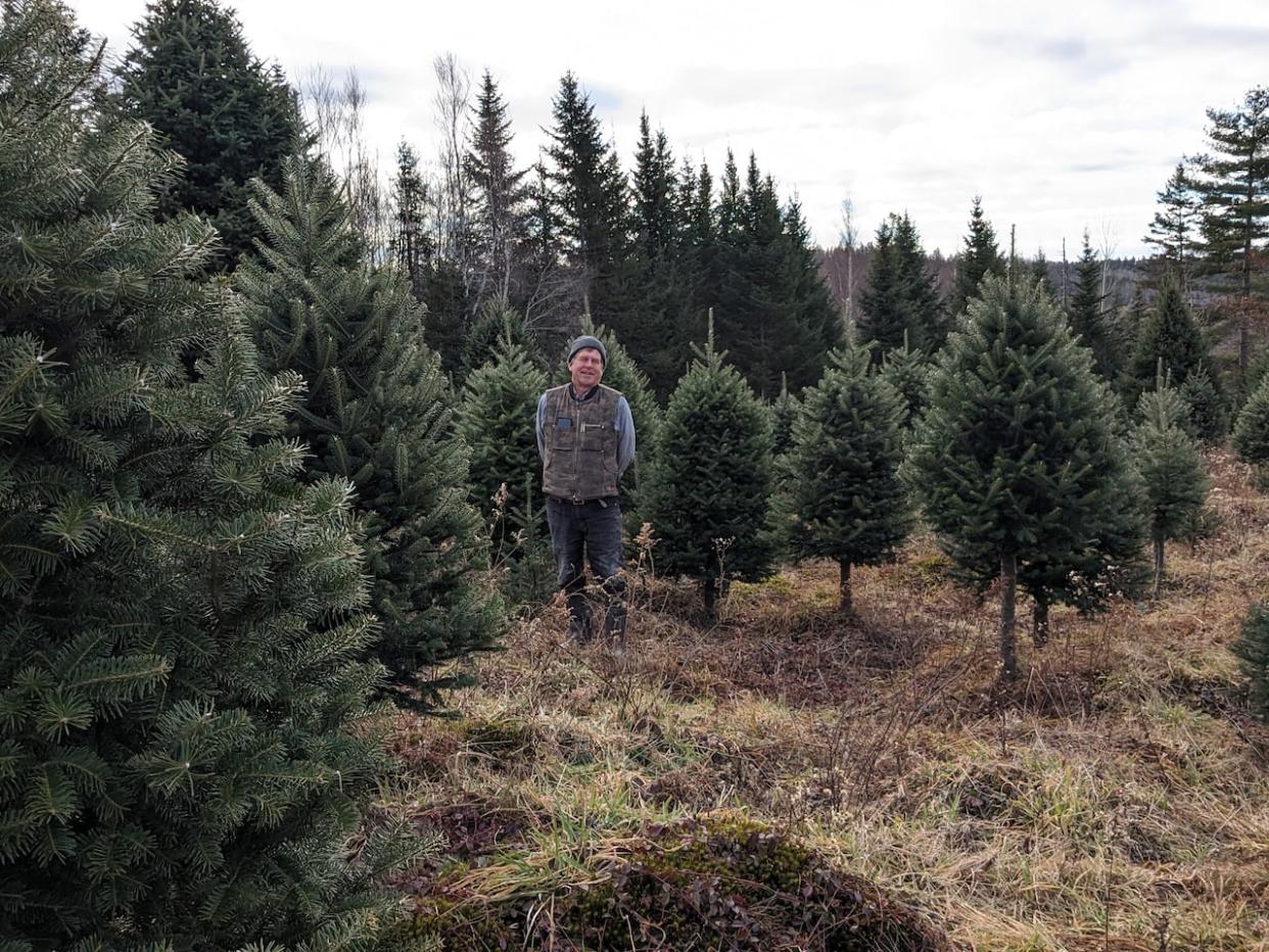 James DeLong is president of the SMART Christmas Tree Research Co-operative and a Christmas tree farmer in New Germany, N.S.  (Submitted by James DeLong  - image credit)