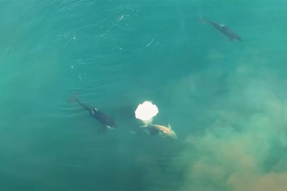 killer whales attacking shark video