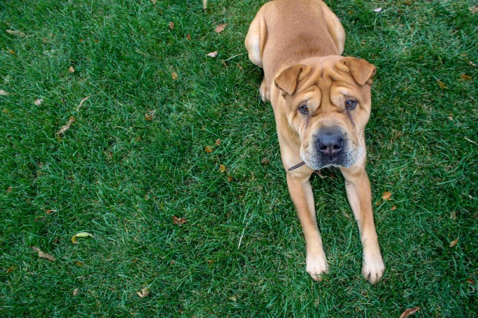 Shar Pei