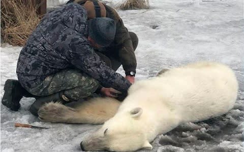 Specialists work to load the bear onto the helicopter - Credit: Kamchat.info/The Siberian Times