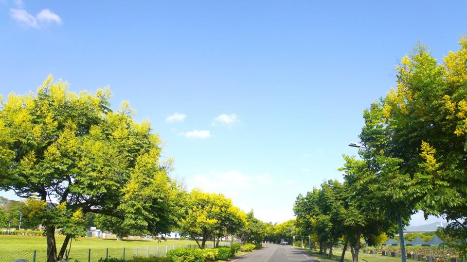 大漢溪左岸柑園露營區周邊台灣欒樹盛開中。   圖：新北市高灘處提供