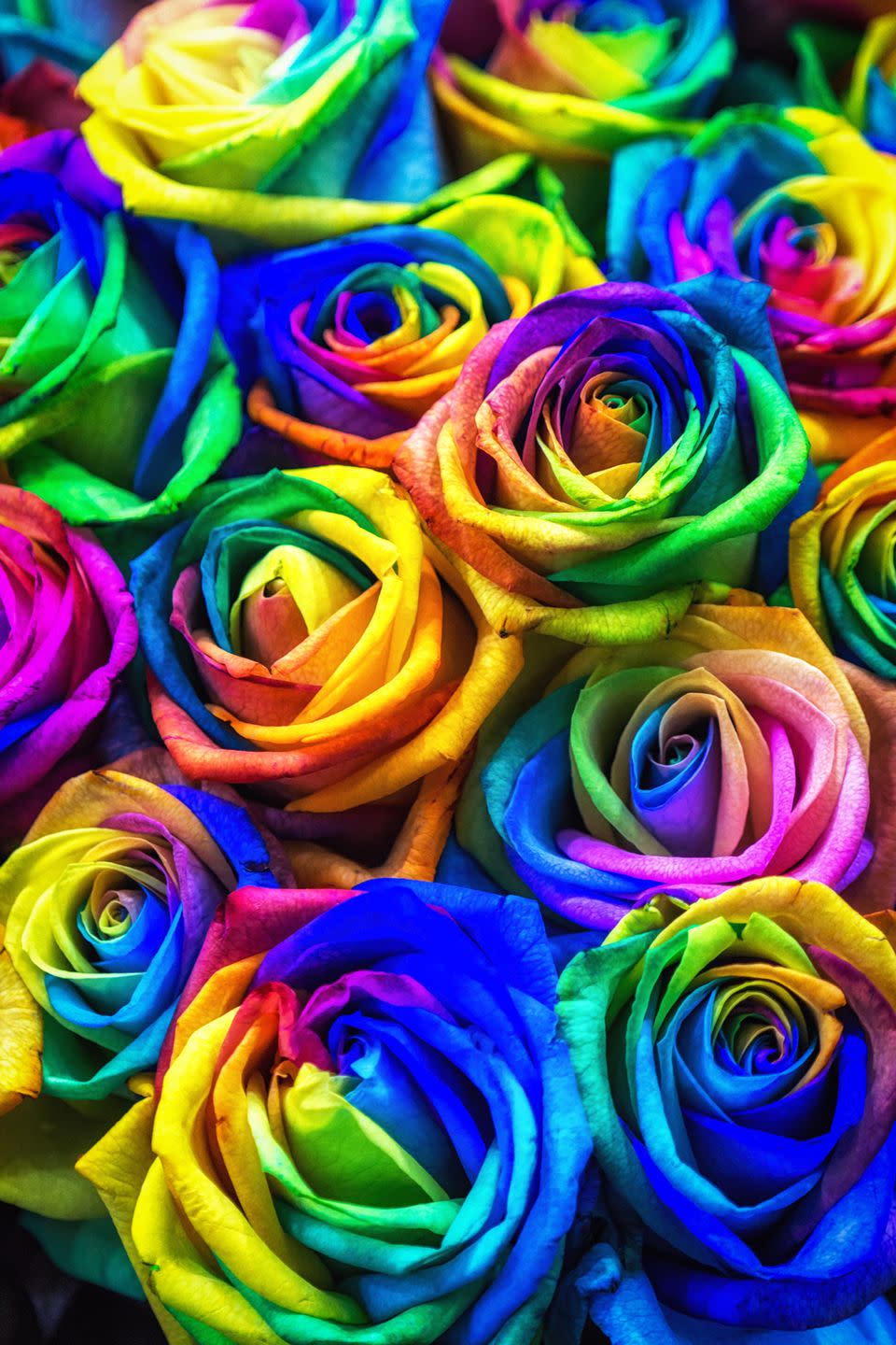 Rainbow Roses