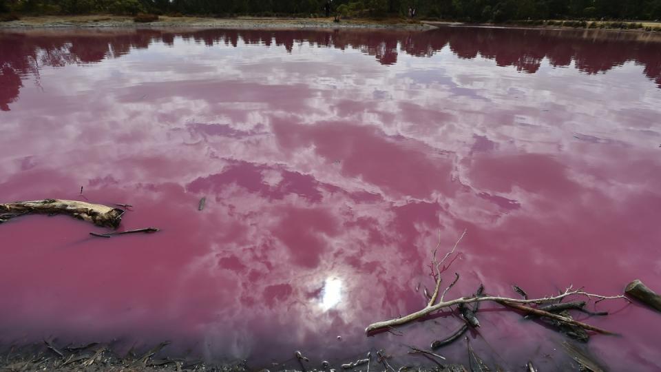 Blick auf den pink gefärbten See im Westgate Park von Melbourne (Australien). Die roten Pigmente werden von Algen verursacht. Foto: James Ross/AAP