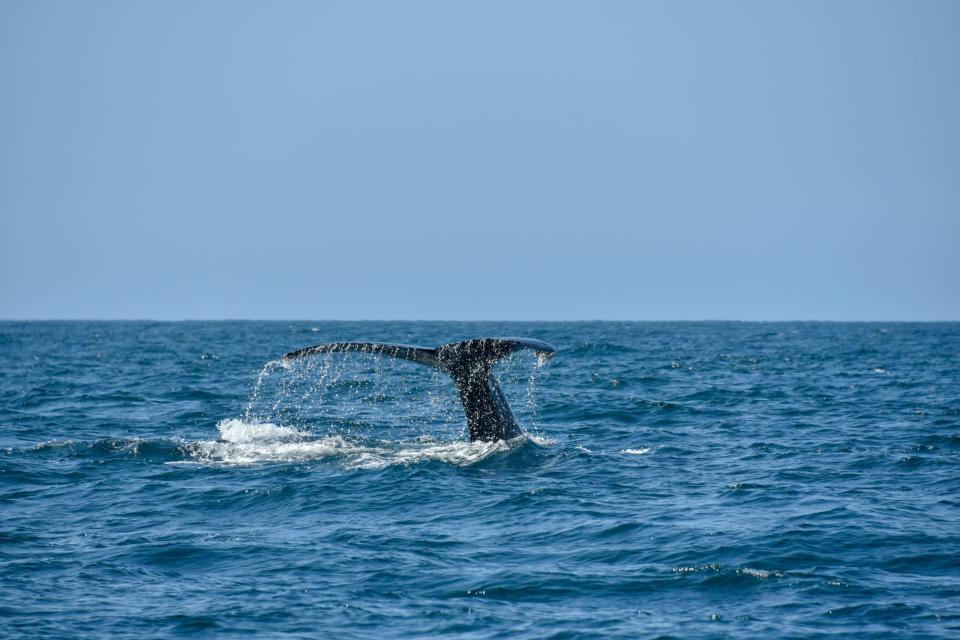 There is plenty to do for wellness vacationers in Los Cabos. 
pictured: a whale fin in the ocean of Los Cabos