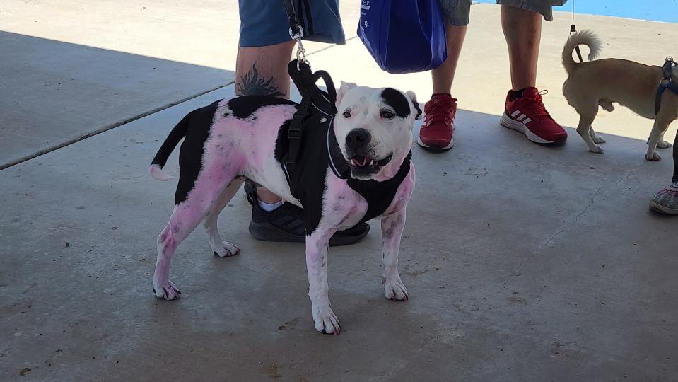 A young Pitbull show's off his added pink hue with matching nails Sunday at Mission Muttfest held at Starlight Ranch.