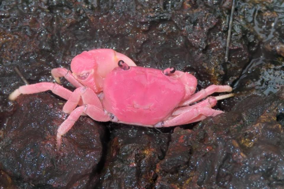 A male Ghatiana dvirupa, or the Mr. and Mrs. Ghat crab.