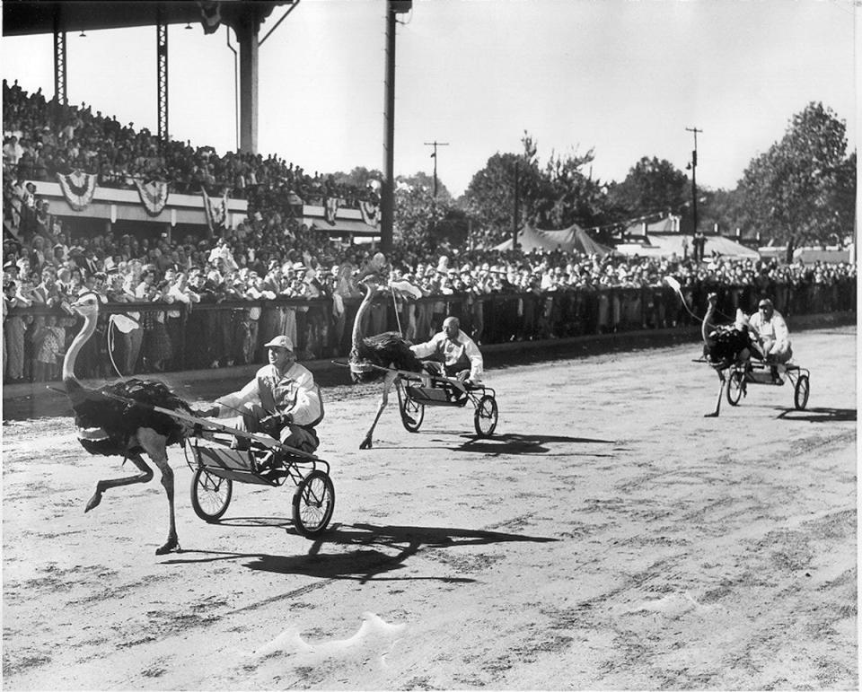 Ostrich races are part of the storied history of the Kentucky State Fair.-