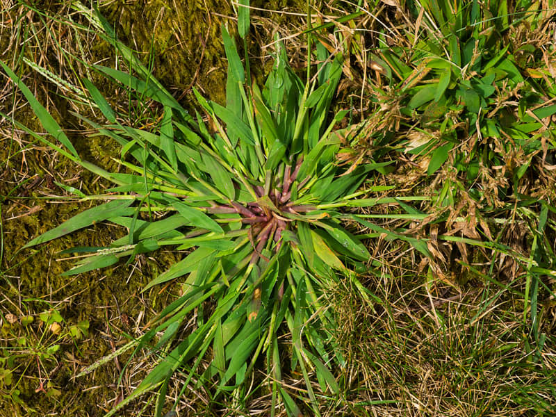 Close up of crabgrass weed from my garden