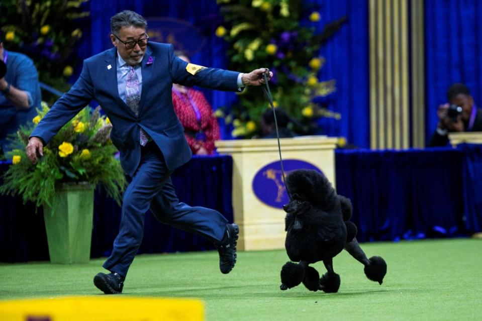 Sage was awarded the crown after the competition was narrowed down to what best in show judge Rosalind Kramer called an “absolutely glorious” lineup of dogs. REUTERS