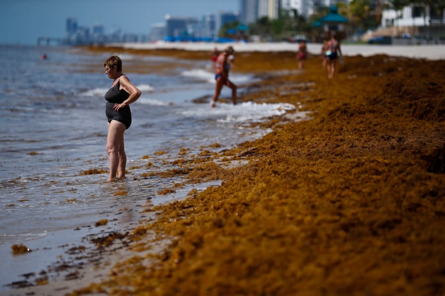 Giant seaweed blob twice the width of the US takes aim at Florida