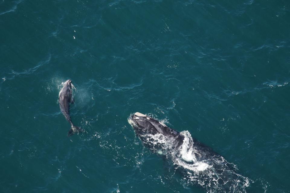 A North Atlantic right whale known as Half Note and her calf are seen off Georgia in January 2022. Researchers say not enough calves are being born each winter for the population to sustain itself.