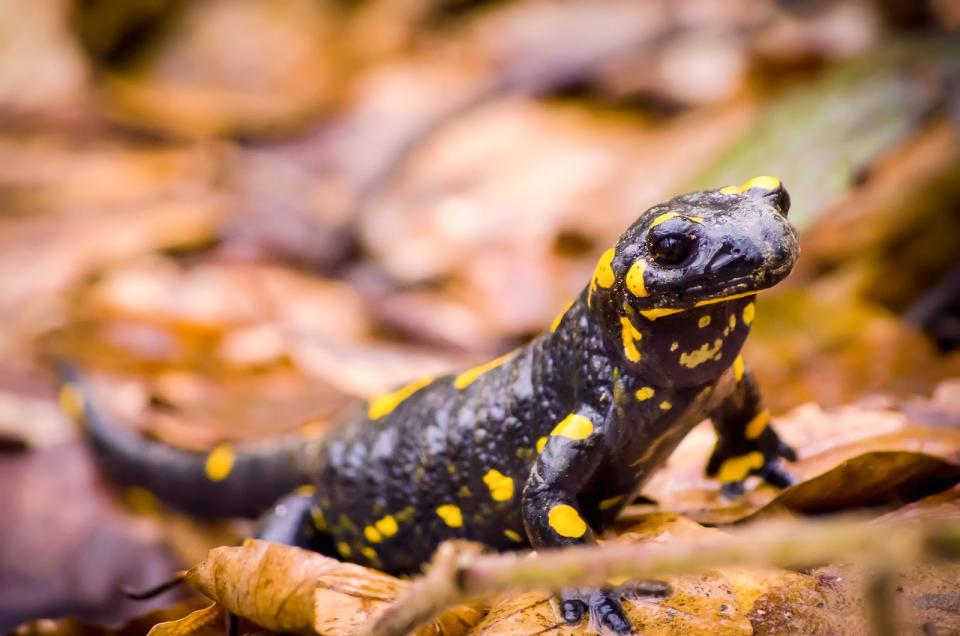 Feuersalamander (Salamandra salamandra)