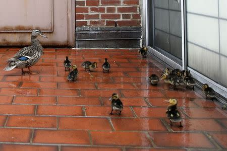 Wild ducklings are seen with their mother on a high rise apartment roofdeck on the Upper East Side section of New York May 8, 2014. REUTERS/Shannon Stapleton