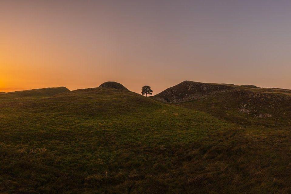 Imagen del árbol al atardecer.