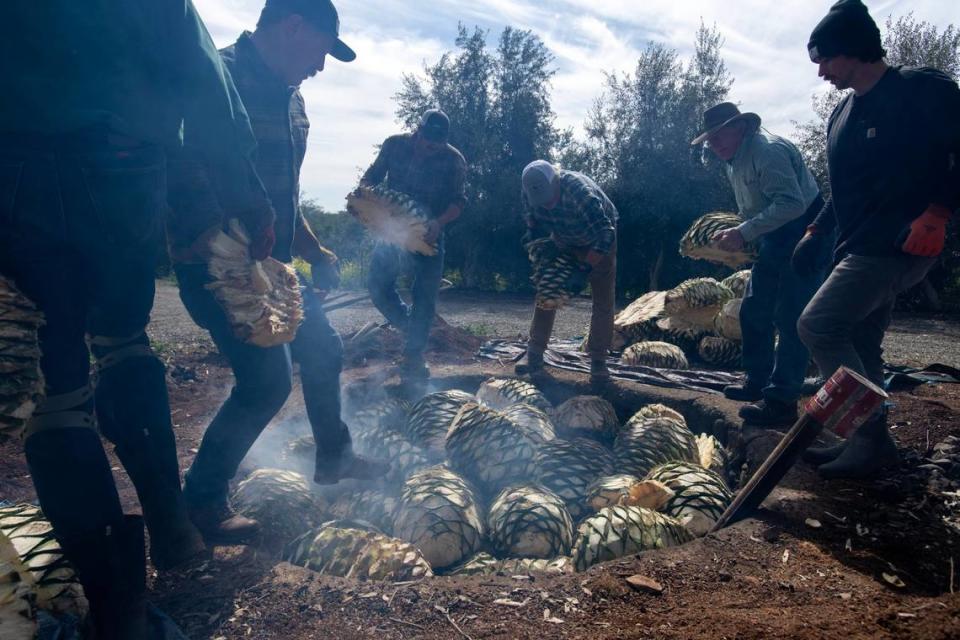 Los jimadores, como se denomina a los cultivadores de agave, introdujeron el mes pasado corazones de agave de más de 100 libras de peso en un horno de tierra de 8 pies de profundidad forrado con rocas de lava, donde se asarán durante cinco a siete días en una granja de Woodland.