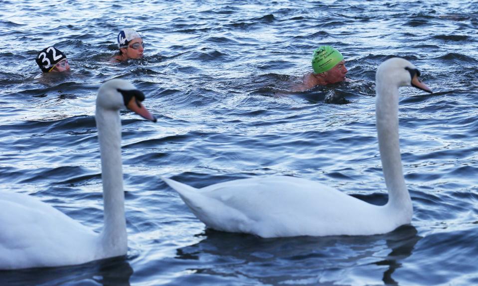 Swans swim past while swimmers race the Serpentine river on Christmas Day in Hyde Park, central London