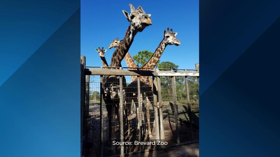 Brevard Zoo’s Rafiki the giraffe is celebrating his 25th birthday on Wednesday.