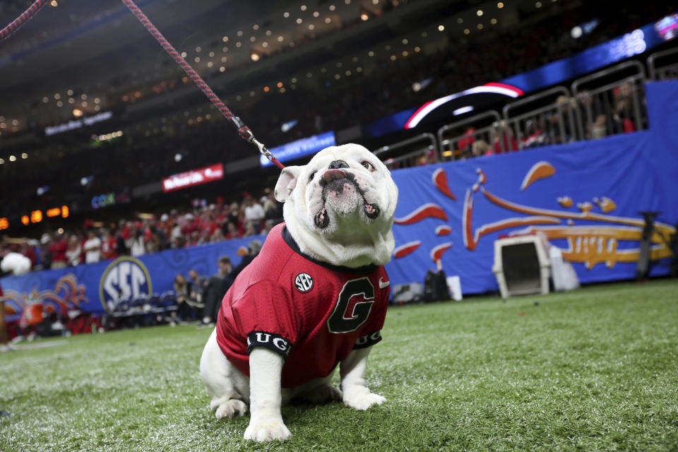 Uga, the Georgia mascot, sits near the sideline during the second half of Georgia's Sugar Bowl NCAA college football game against Texas in New Orleans, Tuesday, Jan. 1, 2019. (AP Photo/Rusty Costanza)