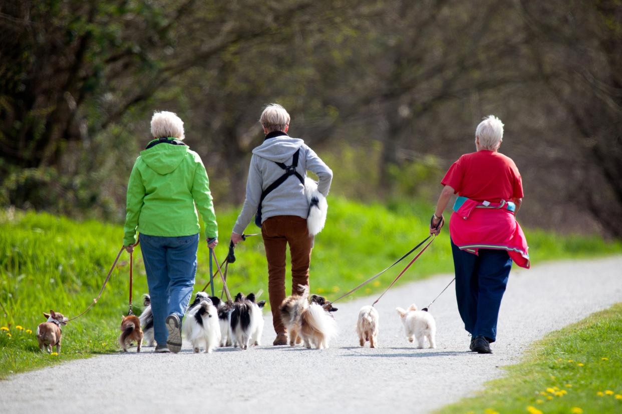 three senior dog walkers in the park with many little dogs