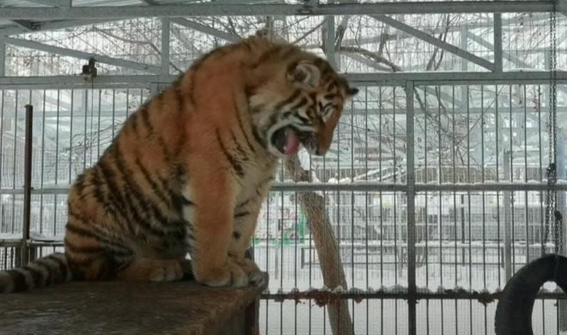 俄羅斯動物園內的老虎因特別的叫聲，引發關注。（翻攝自zoo22.ru IG）